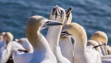 新晋强队崛起，挑战传统豪门势不可挡